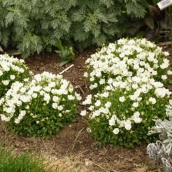 Mini Marvels™ Starbright Bellflower -Great Garden Plants Sales Store e3db643294764818d181f5553fae1f33