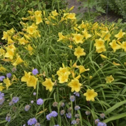 'Happy Returns' Daylily -Great Garden Plants Sales Store e48005ce5145ec7b2eece436dbbb275c