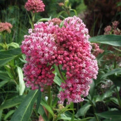 'Cinderella' Swamp Milkweed 7 'Cinderella' Swamp Milkweed -Great Garden Plants Sales Store e875376c1fcd48a2118c85d58edb52a1
