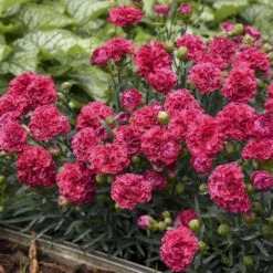 Fruit Punch® 'Raspberry Ruffles' Dianthus 7 Fruit Punch® 'Raspberry Ruffles' Dianthus -Great Garden Plants Sales Store e87edf696373a284d9438c94dccc133f
