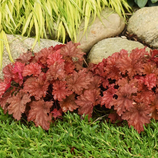 Primo® 'Peachberry Ice' Coral Bells 4 Primo® 'Peachberry Ice' Coral Bells - Image 4
