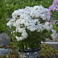 'Opening Act White' Hybrid Phlox -Great Garden Plants Sales Store eb7dda363acadcc2cb0a33fde088f008