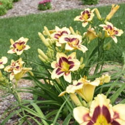 Rainbow Rhythm® 'Star Of The North' Daylily -Great Garden Plants Sales Store ec8957e4b42f31aab9743d504f4f2998