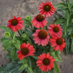 Color Coded™ 'Frankly Scarlet' Coneflower -Great Garden Plants Sales Store echinacea franklyscarlet coneflower 3