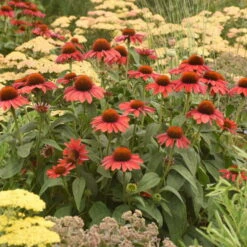 Color Coded™ 'Frankly Scarlet' Coneflower -Great Garden Plants Sales Store echinacea franklyscarlet coneflower 4
