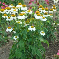 PowWow® White Coneflower -Great Garden Plants Sales Store echinacea pow wow white 3