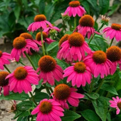 Butterfly Garden Collection -Great Garden Plants Sales Store echinacea pow wow wild berry 1 1f8d5481 f719 4b96 8a95 2f4d0993265d