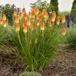 Pyromania® 'Hot And Cold' Red Hot Poker 7 Pyromania® 'Hot And Cold' Red Hot Poker -Great Garden Plants Sales Store ed4c55cbc714b6ab19f4d2f85f951b1e