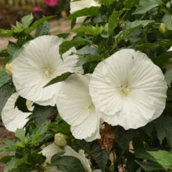 'Marshmallow Moon' Perennial Hibiscus -Great Garden Plants Sales Store ed8299824e1295ff82956d59535837a6