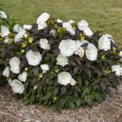 Summerific® 'Cookies And Cream' Perennial Hibiscus -Great Garden Plants Sales Store ef1859efc0a5ef319c1b78b5577cfee5