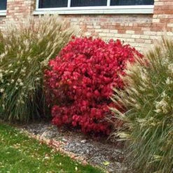 'Compactus' Burning Bush -Great Garden Plants Sales Store euonymus alatus compactus burning bush 3 sw