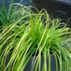 EverColor® 'Everillo' Sedge