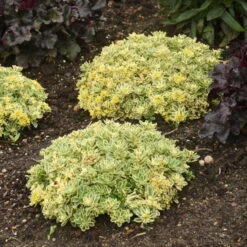 Rock 'N Low® 'Boogie Woogie' Stonecrop -Great Garden Plants Sales Store f024e42c42e5615e78b9e1e35acfbd6a