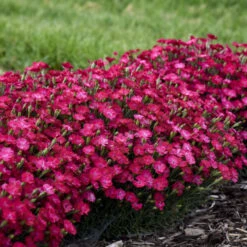 'Paint The Town Red' Dianthus -Great Garden Plants Sales Store f31612abc365d0ce0888b4d99c0daf25