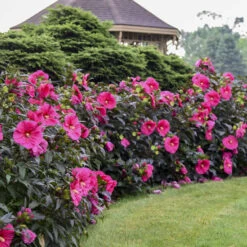 Summerific® 'Evening Rose' Perennial Hibiscus -Great Garden Plants Sales Store f6cc1b603dde715f531c36cdecf30684