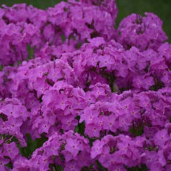 'Opening Act Ultrapink' Hybrid Phlox -Great Garden Plants Sales Store f9b7b1ce9aede9587dc8d738e9108075