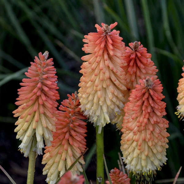 Pyromania® 'Hot And Cold' Red Hot Poker 2 Pyromania® 'Hot And Cold' Red Hot Poker - Image 2