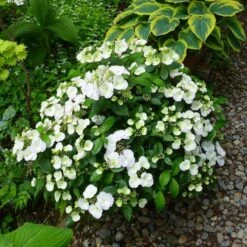 Fairytrail Bride™ Cascade Hydrangea™ -Great Garden Plants Sales Store fairytrail bride cascading hydrangea 4 sw