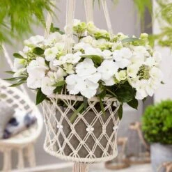 Fairytrail Bride™ Cascade Hydrangea™ -Great Garden Plants Sales Store fairytrail bride cascading hydrangea 5 sw