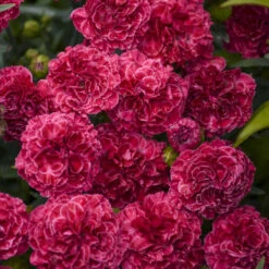 Fruit Punch® 'Raspberry Ruffles' Dianthus 8 Fruit Punch® 'Raspberry Ruffles' Dianthus -Great Garden Plants Sales Store fd97f530b14e3eea63e016fcf12ade4b