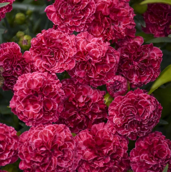Fruit Punch® 'Raspberry Ruffles' Dianthus 4 Fruit Punch® 'Raspberry Ruffles' Dianthus - Image 4