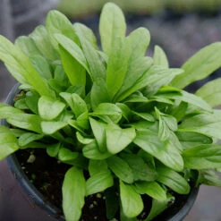 Feathered Friends™ 'Cordial Canary' Bugleweed -Great Garden Plants Sales Store feathered friends cordial canary bugleweed 2