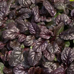 Feathered Friends™ 'Fierce Falcon' Bugleweed -Great Garden Plants Sales Store feathered friends fierce falcon bugleweed 1