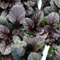 Feathered Friends™ 'Fierce Falcon' Bugleweed -Great Garden Plants Sales Store feathered friends fierce falcon bugleweed 3