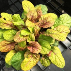 Feathered Friends™ 'Parrot Paradise' Bugleweed