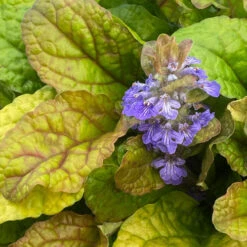 Feathered Friends™ 'Parrot Paradise' Bugleweed -Great Garden Plants Sales Store feathered friends parrot paradise bugleweed 3