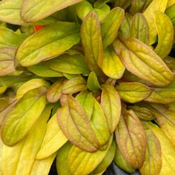 Feathered Friends™ 'Petite Parakeet' Bugleweed -Great Garden Plants Sales Store feathered friends petite parakeet bugleweed 1