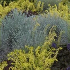 'Boulder Blue' Blue Fescue -Great Garden Plants Sales Store festuca boulder blue fescue 2 sw