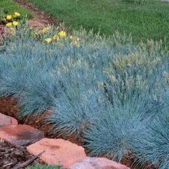 'Boulder Blue' Blue Fescue -Great Garden Plants Sales Store festuca boulder blue fescue 4 sw