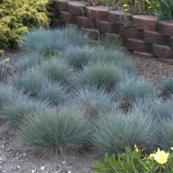 'Boulder Blue' Blue Fescue -Great Garden Plants Sales Store festuca boulder blue fescue 5 sw