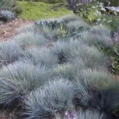 'Boulder Blue' Blue Fescue -Great Garden Plants Sales Store festuca boulder blue fescue 6 sw