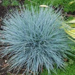 'Boulder Blue' Blue Fescue -Great Garden Plants Sales Store festuca boulder blue fescue 8 sw