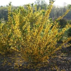 Flying Machine® Forsythia -Great Garden Plants Sales Store forsythia flying machine 1 P sw
