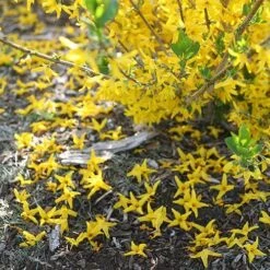 Flying Machine® Forsythia -Great Garden Plants Sales Store forsythia flying machine 2 P sw