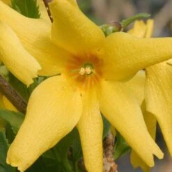 Flying Machine® Forsythia -Great Garden Plants Sales Store forsythia flying machine 5 P sw