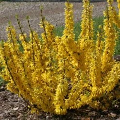 Show Off® Sugar Baby® Forsythia -Great Garden Plants Sales Store forsythia show off sugar baby flowering forsythia 3