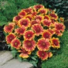 'Arizona Sun' Blanket Flower