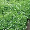 Sweet Woodruff
