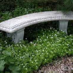 Sweet Woodruff 6 Sweet Woodruff -Great Garden Plants Sales Store galium odoratum sweet woodruff 2