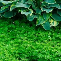 Sweet Woodruff 7 Sweet Woodruff -Great Garden Plants Sales Store galium odoratum sweet woodruff 3