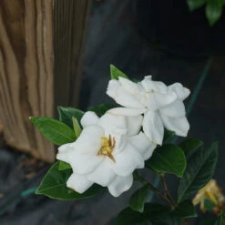 Steady As She Goes™ Gardenia -Great Garden Plants Sales Store gardenia steady as she goes 2