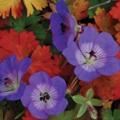 Rozanne® Cranesbill 7 Rozanne® Cranesbill -Great Garden Plants Sales Store geranium rozanne cranesbill 2