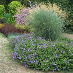 Rozanne® Cranesbill 8 Rozanne® Cranesbill -Great Garden Plants Sales Store geranium rozanne cranesbill 3