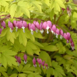 'Gold Heart' Bleeding Heart