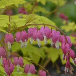 'Gold Heart' Bleeding Heart -Great Garden Plants Sales Store gold heart bleeding heart dicentra 3