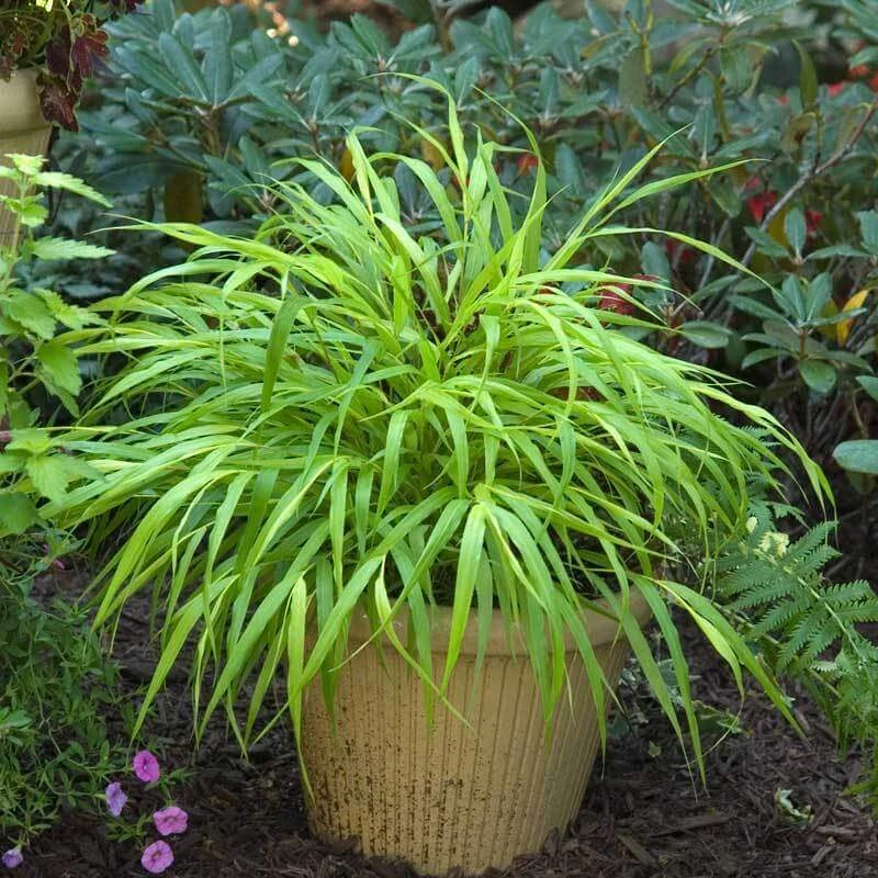 'All Gold' Japanese Forest Grass 3 'All Gold' Japanese Forest Grass - Image 3